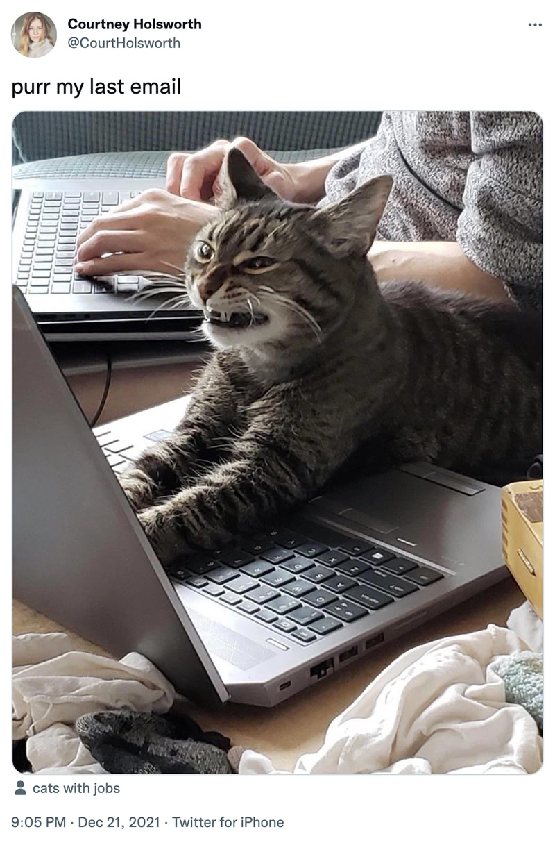 @CourtHolsworth on twitter: purr my last email. [image cat working on a computer.]
